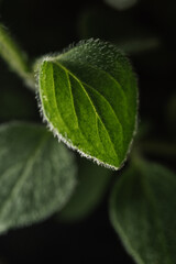 Macro photography of plant leaves on a dark background.