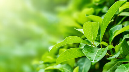 Background green ecology leaf greenery, clean plant.