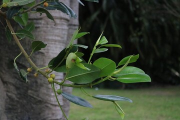 Little fruit of unknown