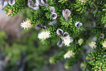 flowers in spring