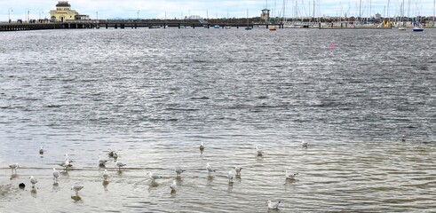 ducks on the lake