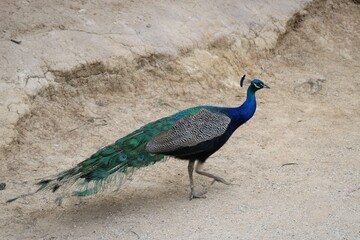 A peacock