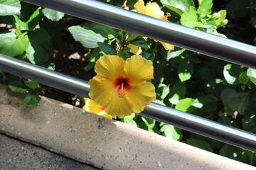 Yellow hibiscus