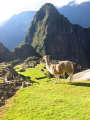 Naklejka premium Alpaca en las ruinas de Machu Picchu, Cusco, Perú
