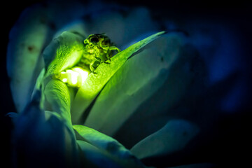 Female firefly sitting on a rose glowing