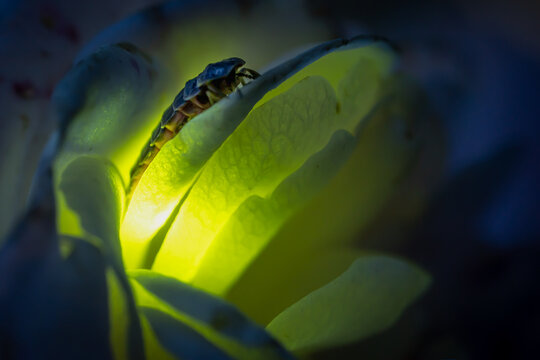 Female firefly sitting on a rose  glowing