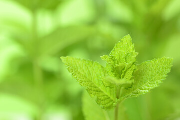 ミントの葉