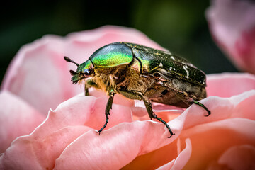 Green green rose chafer and roses