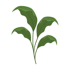 green lanceolate leaves