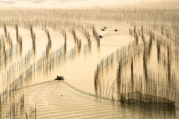 A unique pattern created by bamboo poles embedded in the mud in a seaweed farm in Xiapu © gnomeandi