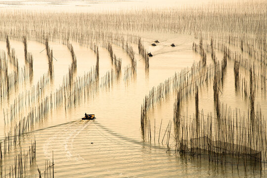 A unique pattern created by bamboo poles embedded in the mud in a seaweed farm in Xiapu