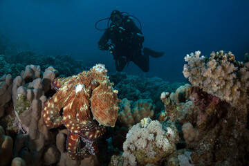 Naklejka na ściany i meble Underwater Red Sea seascape. Octopus cyanea and coral reef near Makadi Bay, Egypt