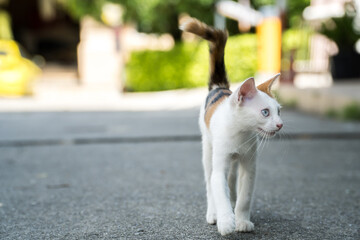 Alone young cat walking and looking side on a cement street background. Hungry street kitten. copy space text.