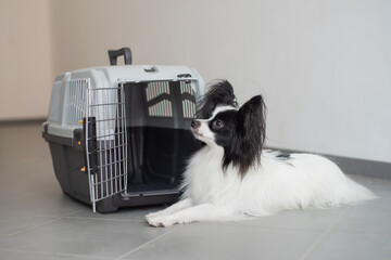 The papillon spaniel continental dog sits at the travel cage