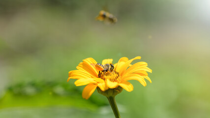 Bee and flower. Close up of a large striped bee collecting pollen on a yellow flower on a Sunny bright day. Summer and spring backgrounds