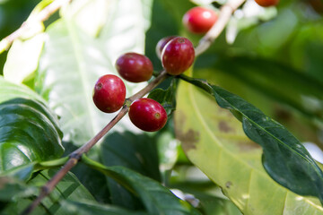 Red grains in coffee branch Guatemala