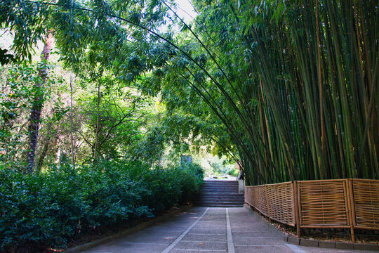 Bamboo at Nikitsky Botanical Garden in Yalta, Crimea © pdeminhiker
