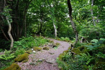 Fototapeta premium a refreshing spring forest with a path