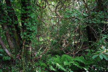 a dense forest with vines