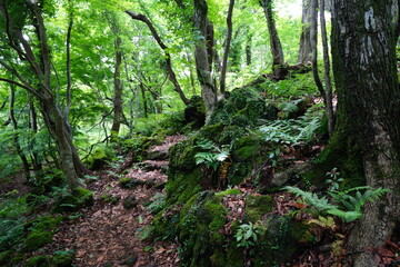 Obraz premium a refreshing spring forest with a path