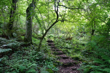 Fototapeta premium a fine pathway through a spring forest