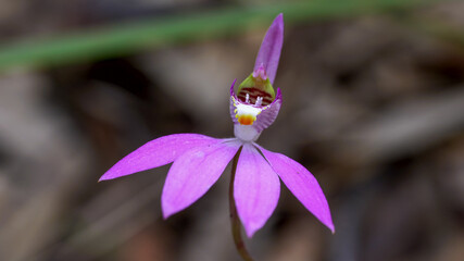 close up of a native australian native orchid with the common name pink fingers © chris