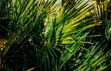 Palm trees near Sveti Stefan island, Montenegro