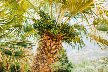 Date palm with fruits in seafront of Budva, Montenegro