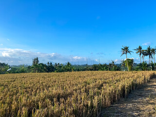 Landscape view of rice fields and blue sky. good illustration for agriculture and tourism concept
