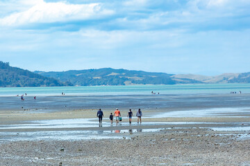 People collecting cockles at low tide of Kawakawa Bay Beach, New Zealand in summer.
