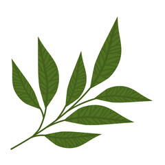 lanceolate leaves illustration
