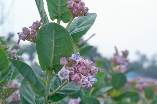 Morning dews on plant of akanda (Calotropis gigantea / crown flower). Beautiful purple / lavender coloured flowers are visible. Shot during winter in a rural village of West Bengal.