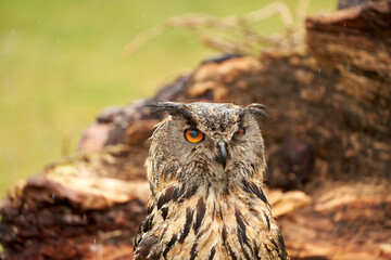 A detailed head of a owl eagle owl. Orange eyes stare into the camera
