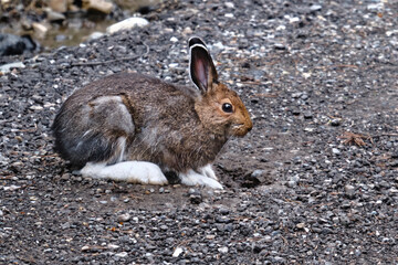 Wild Hare with white legs in a summer fur in Banff National Park. Alberta. Canada 