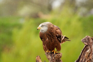 Red kite, bird of prey portrait. The bird is sitting on a stump. Ready to attack its prey in the rain