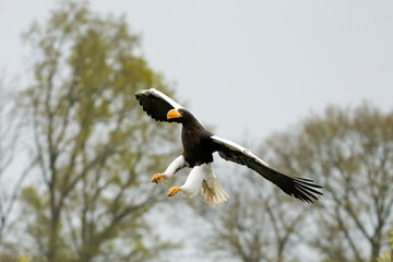 Close-up of a Steller's sea eagle. The bird of prey lands with outspread wings, Against the background of trees and blue sky. Detailed in full body