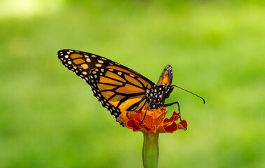 Monarch Butterfly 