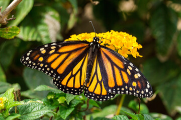 Monarch Butterfly Feeding on Yellow Lantana
