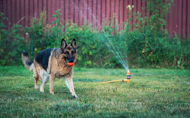 a German shepherd dog runs with a ball in its mouth on the lawn against the background of a working sprinkler