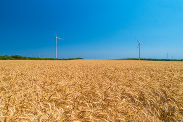 Blue sky and wheat field with wind turbines generating electricity