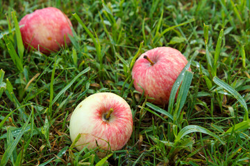 Red apples on green grass in the orchard. Fallen ripe apples