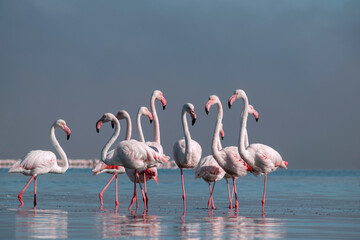 Wild african birds.  Flock of pink african flamingos  walking around the blue lagoon on the background of bright sky on a sunny day.