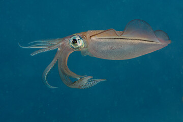 Bigfin Reef Squid. Underwater world of coral reef near Makadi Bay, Hurghada, Egypt