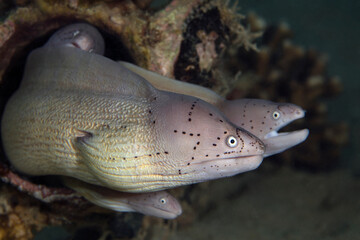 Fototapeta premium Geometric moray (Gymnothorax griseus).&nbsp;Underwater world of coral reef near Makadi Bay, Hurghada, Egypt