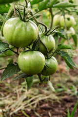 Unripe green tomatoes growing on bush in the garden.