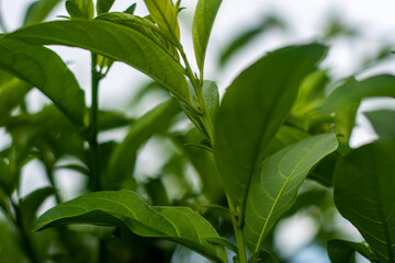 Fototapeta premium green leaves in the garden