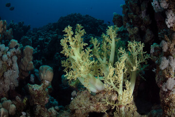 Fototapeta na wymiar Underwater Red Sea seascape. Coral reef near Makadi Bay, Egypt