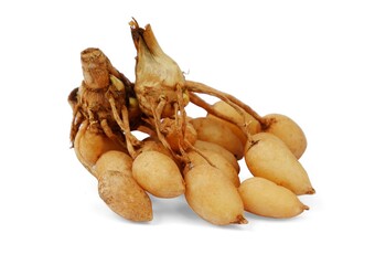 White turmeric (Curcuma zedoaria) isolated on a white background
