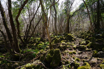 a dreary autumn forest with bare trees and mossy rocks