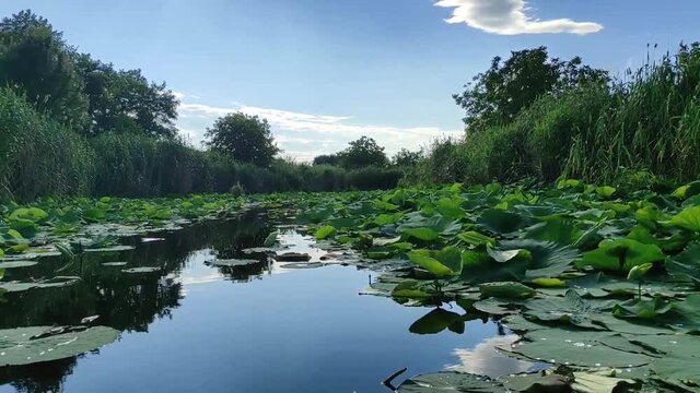 Picturesque serene aquatic landscape on one of the side channels of the Snagov lake in south of Romania , willows and water lily , summer time , blue sky.